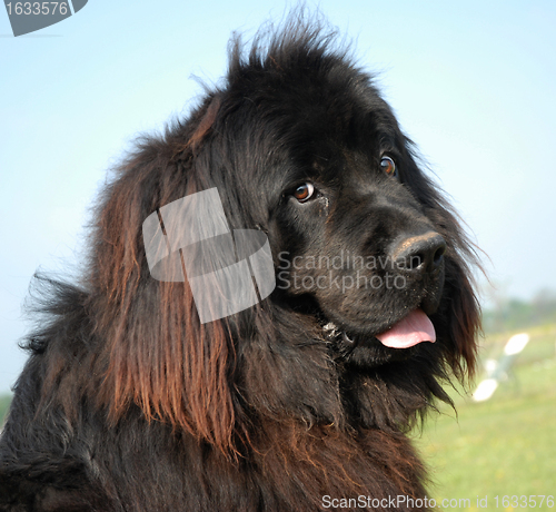 Image of newfoundland dog