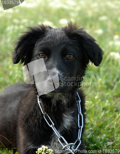 Image of puppy border collie