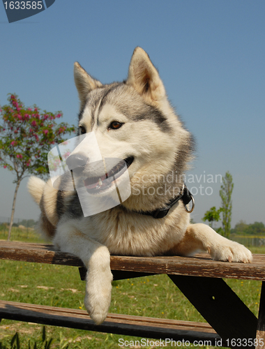 Image of siberian husky