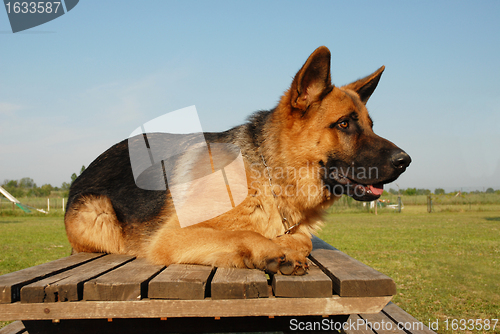 Image of german shepherd