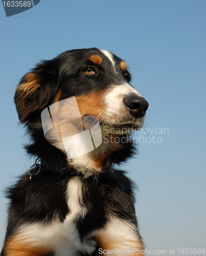 Image of australian shepherd