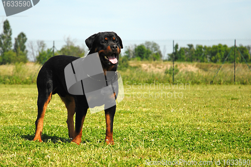 Image of rottweiler