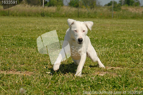 Image of jack russel terrier