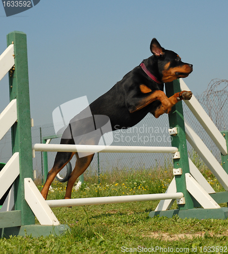 Image of rottweiler in agility