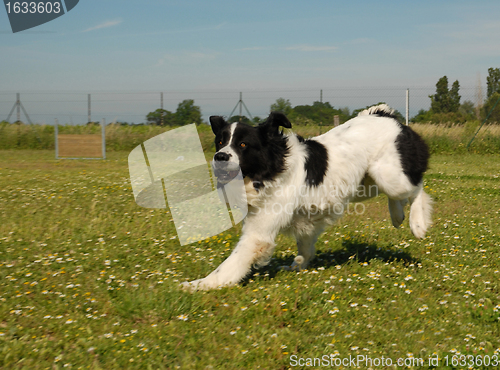 Image of landseer
