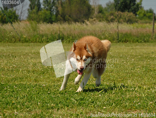 Image of running husky