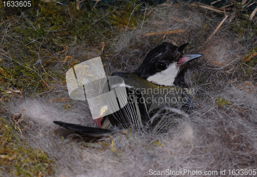Image of titmouse on nest