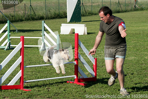 Image of man and fox terrier in agility