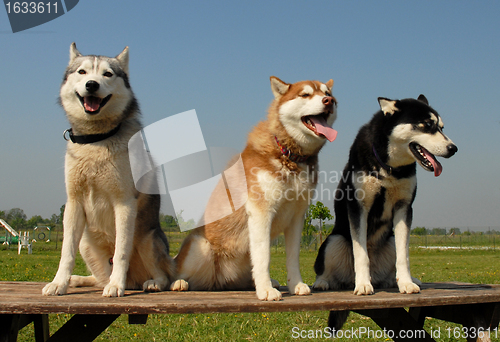 Image of huskies