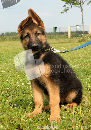 Image of puppy german shepherd