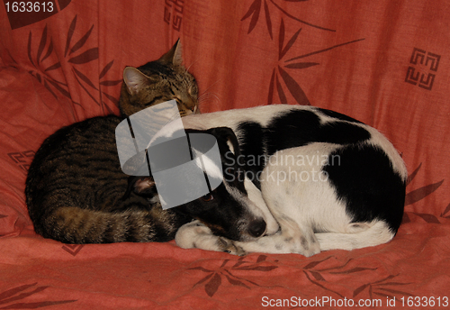 Image of sleeping dog and cat