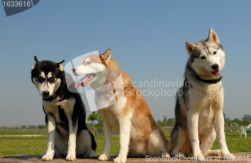 Image of huskies