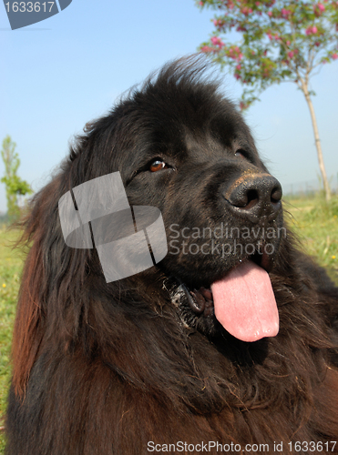 Image of newfoundland dog