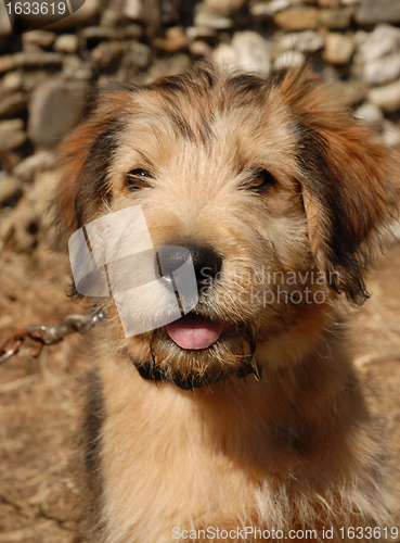 Image of pyrenean sheepdog