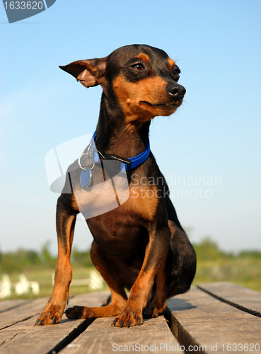 Image of miniature pinscher