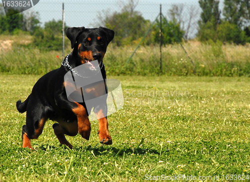 Image of running french shepherd