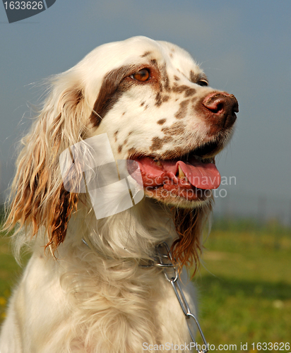 Image of english setter