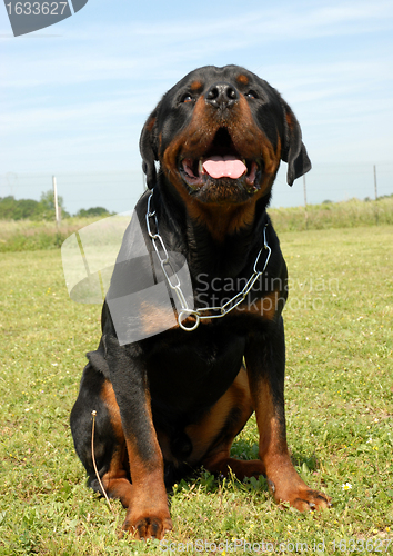 Image of rottweiler