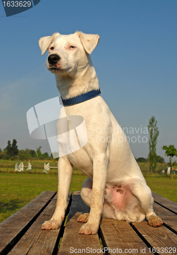 Image of jack russel terrier