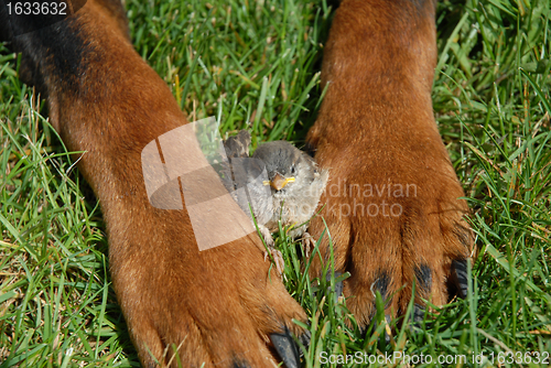 Image of sparrow in paw