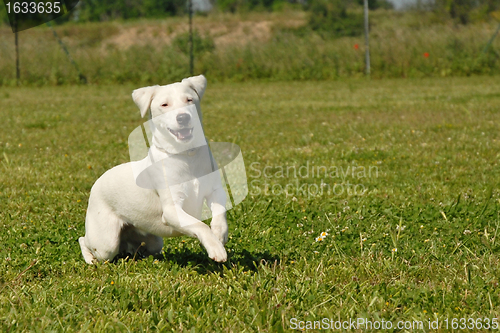 Image of jack russel terrier