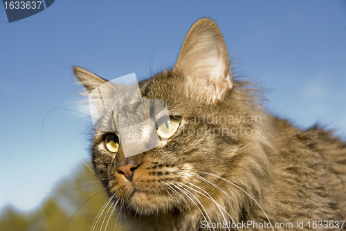 Image of wild cat