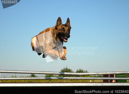 Image of jumping malinois