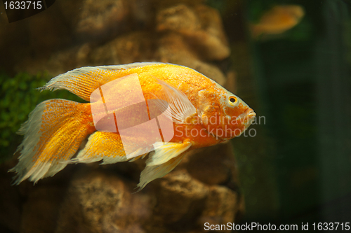 Image of Golden fish in aquarium