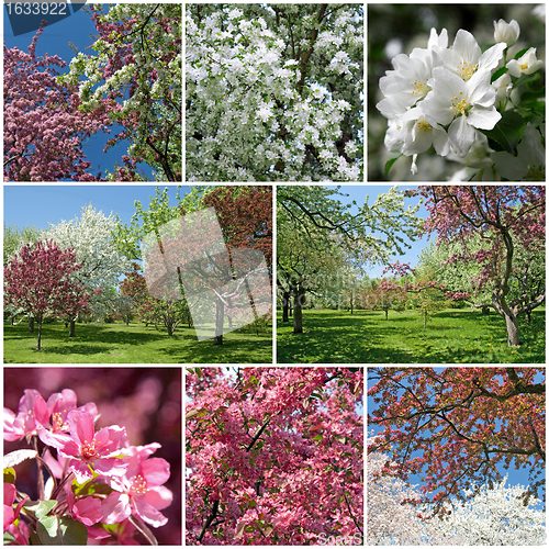 Image of Blooming garden in spring