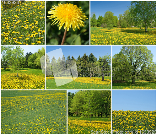 Image of Blooming dandelions in spring garden