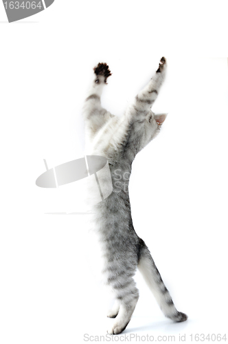 Image of fuul length portrait of jumping silver kitten cat 