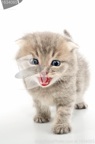 Image of folded ear Scottish tabby  kitten