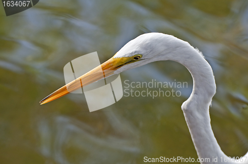 Image of Great Egret bird.