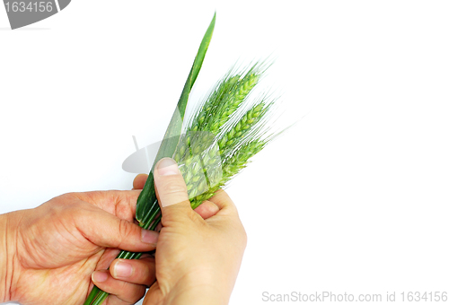 Image of Wheat ears in hands