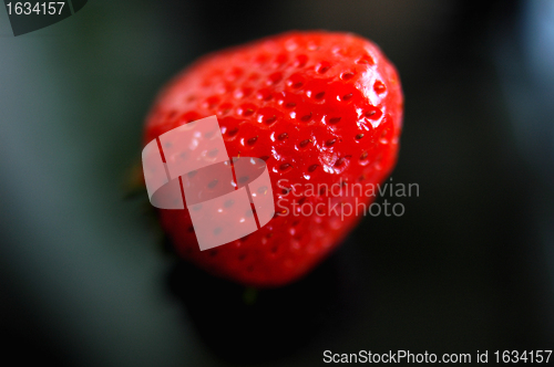 Image of Strawberry macro