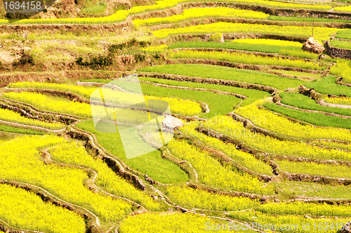 Image of Rapeseed fields