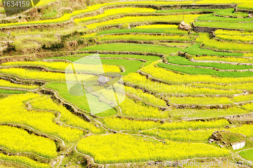 Image of Rapeseed fields