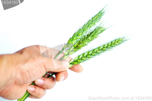 Image of Wheat ears in hand