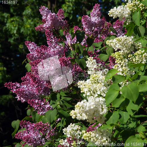 Image of Purple and White Lilac