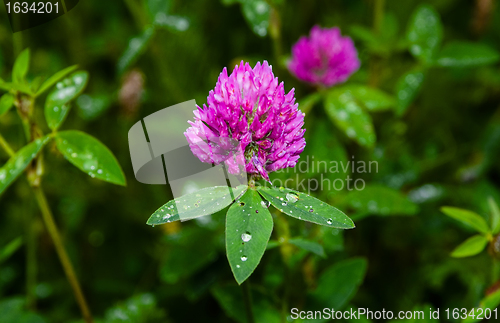 Image of pink clover (trifolium pratense)