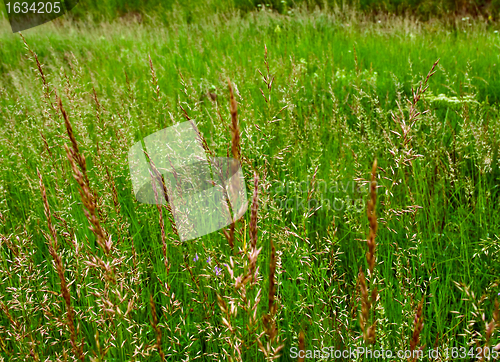 Image of green grass