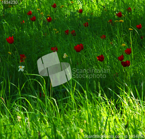 Image of Green Grass Red Tulips