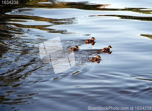 Image of Four Ducklings