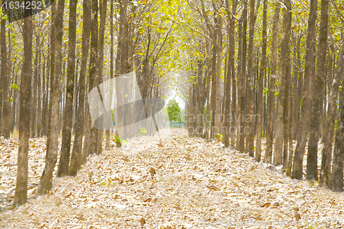 Image of Pathway in the forest full of fallen dried leaves.  Road to a be