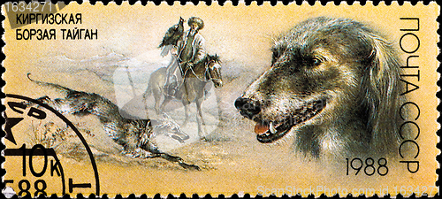 Image of postage stamp shows kyrgyz greyhound