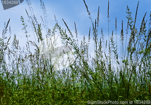 Image of green grass over against sky