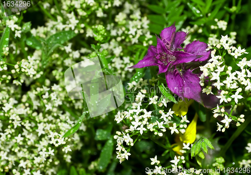 Image of purple flower amongst grass