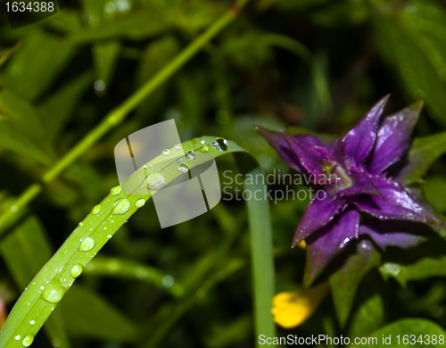 Image of green grass with raindrops