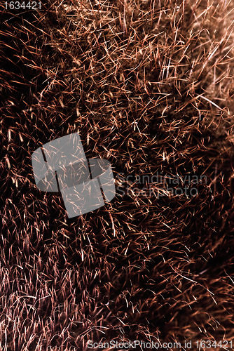 Image of brown fur texture