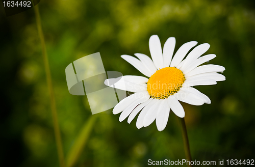 Image of chamomile closeup